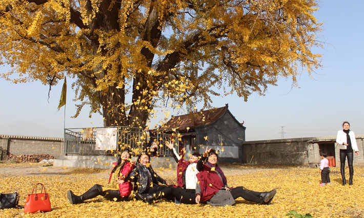2016年11月记者拍摄的银杏树_副本.jpg